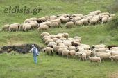 Θ. Καρυπίδης: Οι κτηνοτρόφοι αγωνίζονται να καλύψουν μέρος της ζημιάς
