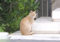 Στειρώσεις σε 240 αδέσποτες γάτες της Αθήνας
