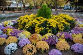 Ανθόκηποι με πολύχρωμα χρυσάνθεμα στον δημόσιο χώρο της πόλης του Κιλκίς