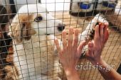 Χρηματοδότηση δήμου Κιλκίς για Καταφύγιο αδέσποτων ζώων
