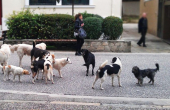 Ερώτηση της Ελληνικής Λύσης για τα αδέσποτα σκυλιά στο νοσοκομείο Κιλκίς