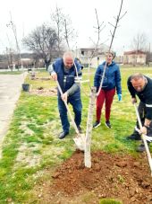 Δενδροφύτευση στην Πλατανιά