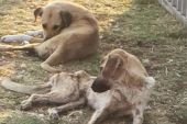 Εικόνες ντροπής σε ιδιωτικό χώρο φύλαξης ζώων στο Λειψύδριο Κιλκίς