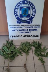 Σύλληψη για καλλιέργεια τριών δενδρυλλίων κάνναβης σε αγρόκτημα στο Κιλκίς από αστυνομικούς της Παιονίας
