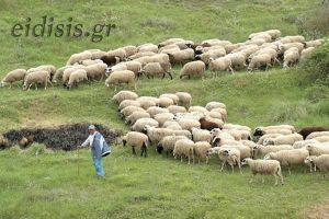 Ενημέρωση αιγοπροβατοτρόφων και μέτρα προφύλαξης για την ευλογιά