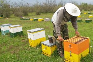 Πρόγραμμα τριήμερης κατάρτισης μελισσοκομίας για τους ενδιαφερόμενους της Π. Ε. Κιλκίς από 1 έως και 3 Ιουλίου