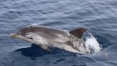 Πρόγραμμα καταγραφής 105 δελφινιών και ενός ενδημικού σαλαχιού στο Θερμαϊκό Κόλπο