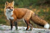 Παράταση του προγράμματος αξιολόγησης της αποτελεσματικότητας των εμβολιασμών των κόκκινων αλεπούδων κατά της λύσσας