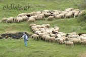 Η Πανδημία οξύνει τα προβλήματα των κτηνοτρόφων, τα οποία δημιουργεί η αδιαφορία της κυβέρνησης