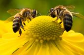 Ξεκινούν τα προγράμματα μελισσοκομίας