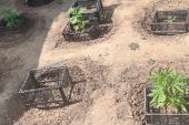 Κιλκίς: Καλλιεργούσε στην αυλή του 10 δενδρύλλια κάνναβης