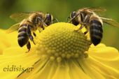 Αραμπατζή:  «Ενισχύουμε τη Μελισσοκομία με πράξεις. Διπλασιάζουμε τον προϋπολογισμό, θωρακίζουμε το θεσμικό πλαίσιο»