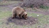 Τι συμβαίνει με τις αρκούδες που κατεβαίνουν όλο και πιο συχνά σε κατοικημένες περιοχές της Δ.Μακεδονίας