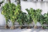 Σύλληψη για καλλιέργεια κάνναβης - Κατασχέθηκαν 143 δενδρύλλια  από αστυνομικούς του Κιλκίς